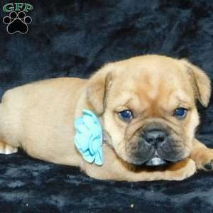 Teddy, Miniature Bulldog Puppy